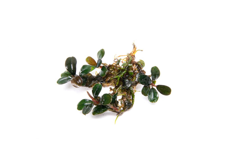 Bucephalandra Brownie Sugar Bucephalandra - Buce Plant