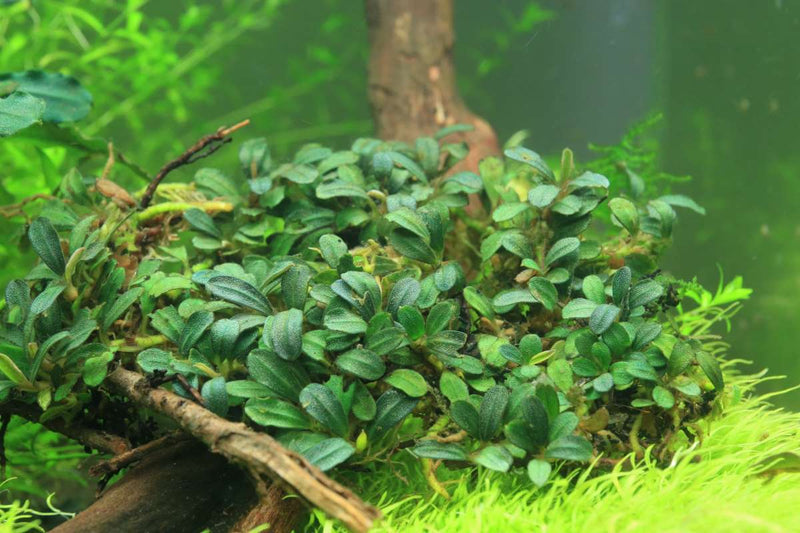 Bucephalandra Brownie Sugar Bucephalandra - Buce Plant
