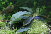 Bucephalandra Cascade King Bucephalandra - Buce Plant
