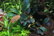 Bucephalandra Cascade King Bucephalandra - Buce Plant