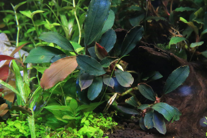 Bucephalandra Cascade King Bucephalandra - Buce Plant