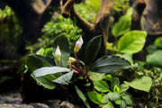 Bucephalandra Cascade King Bucephalandra - Buce Plant