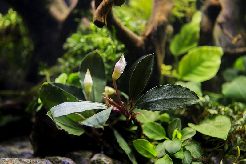 Bucephalandra Cascade King Bucephalandra - Buce Plant