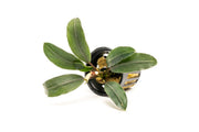 Bucephalandra Cascade King Bucephalandra - Buce Plant