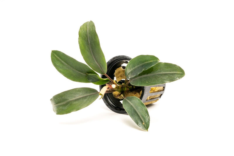 Bucephalandra Cascade King Bucephalandra - Buce Plant