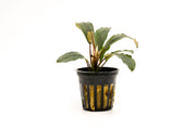 Bucephalandra Cascade King Bucephalandra - Buce Plant