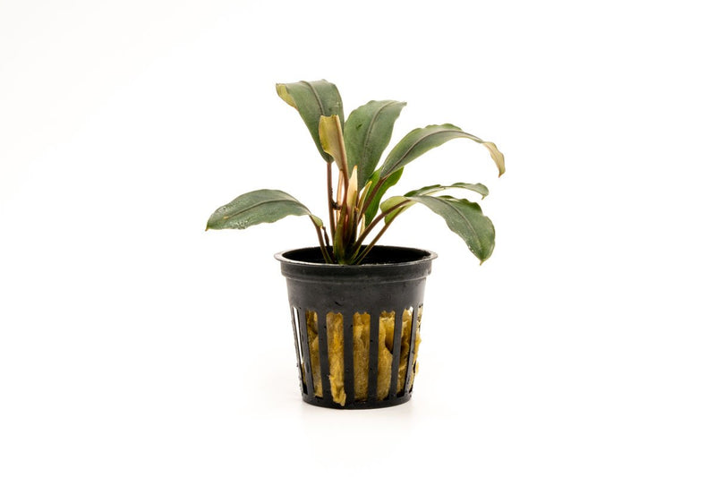 Bucephalandra Cascade King Bucephalandra - Buce Plant