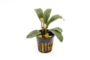 Bucephalandra Cascade King Bucephalandra - Buce Plant