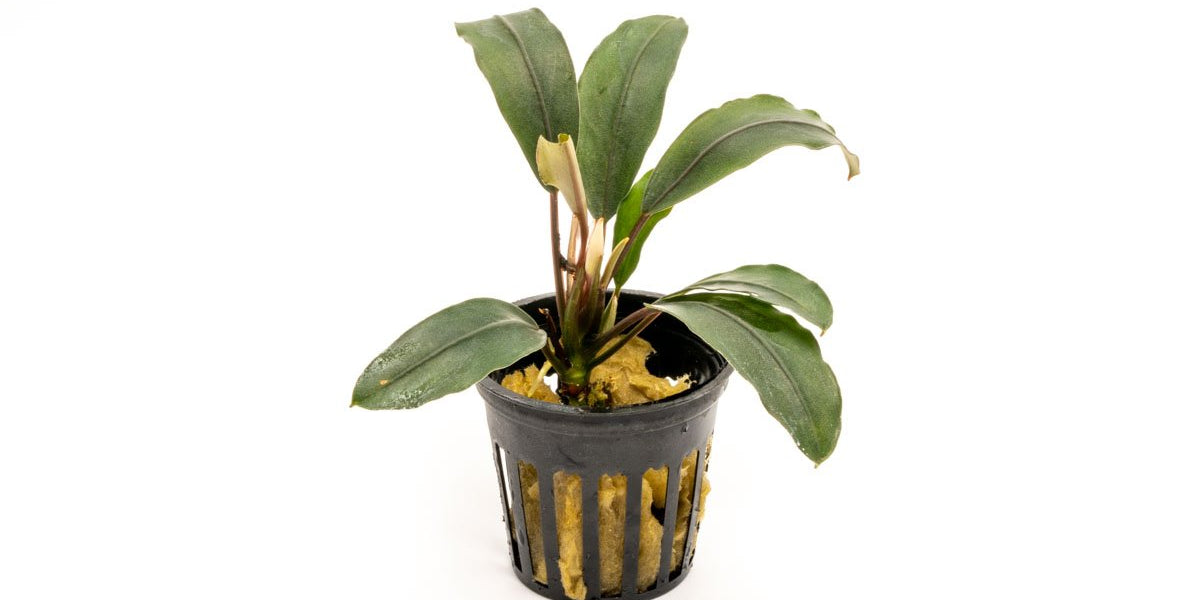 bucephalandra-cascade-king-