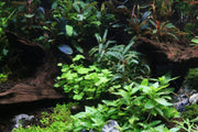 Bucephalandra Catherinae Green Bucephalandra - Buce Plant