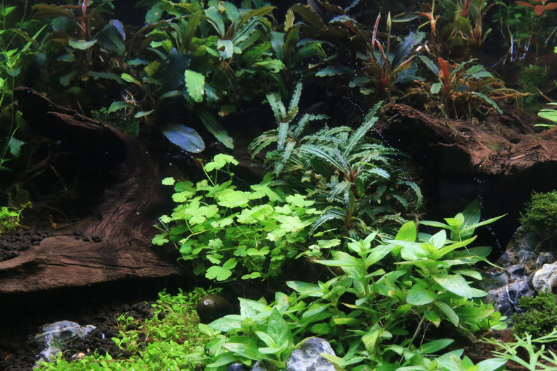 Bucephalandra Catherinae Green Bucephalandra - Buce Plant