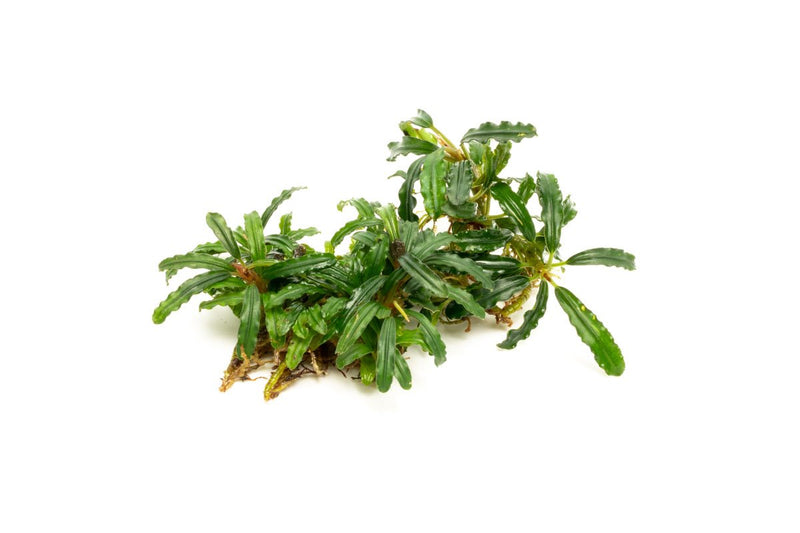 Bucephalandra Catherinae Green Bucephalandra - Buce Plant