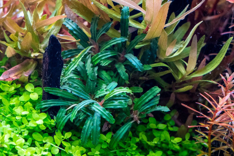 Bucephalandra Catherinae Green Bucephalandra - Buce Plant
