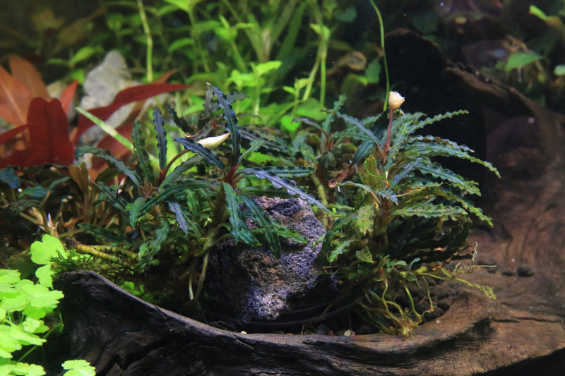 Bucephalandra Catherinae Red Bucephalandra - Buce Plant