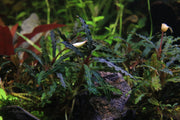 Bucephalandra Catherinae Red Bucephalandra - Buce Plant