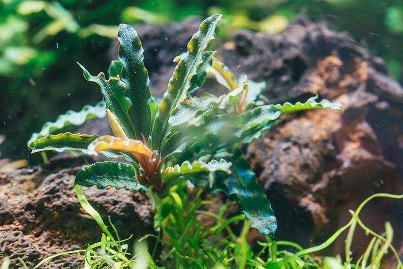 Bucephalandra Catherinae Red Pot (Farmed) Bucephalandra - Buce Plant