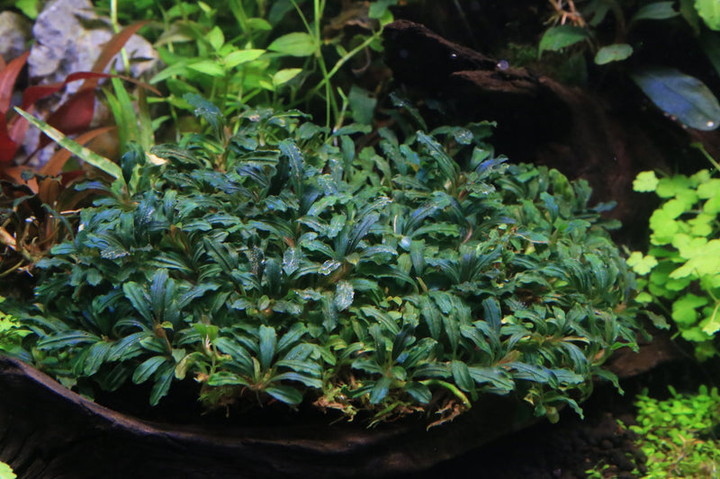 Bucephalandra Catherinae Green Bucephalandra - Buce Plant