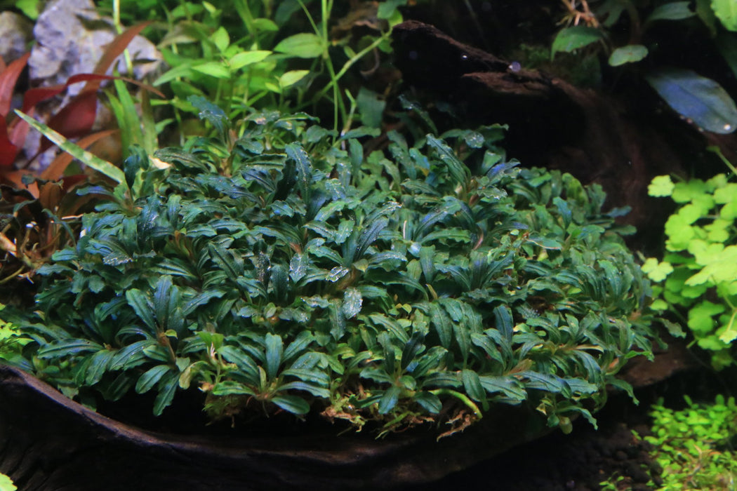 Catherinae Green - Buce Plant