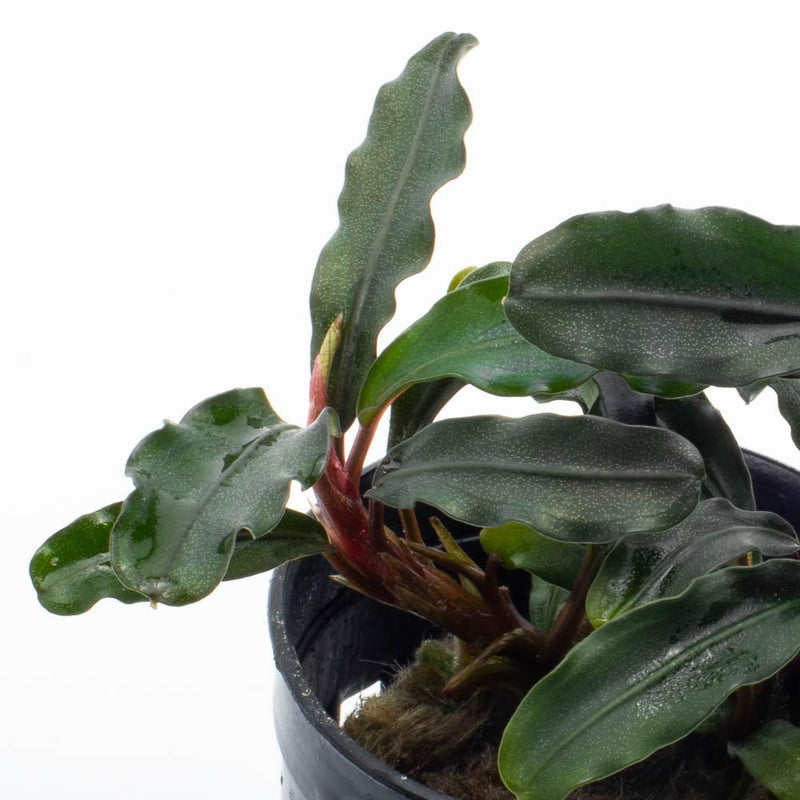 Bucephalandra Dark Green Wavy (Farmed) Bucephalandra - Buce Plant