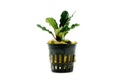 Bucephalandra Dark Green Wavy (Farmed) Bucephalandra - Buce Plant