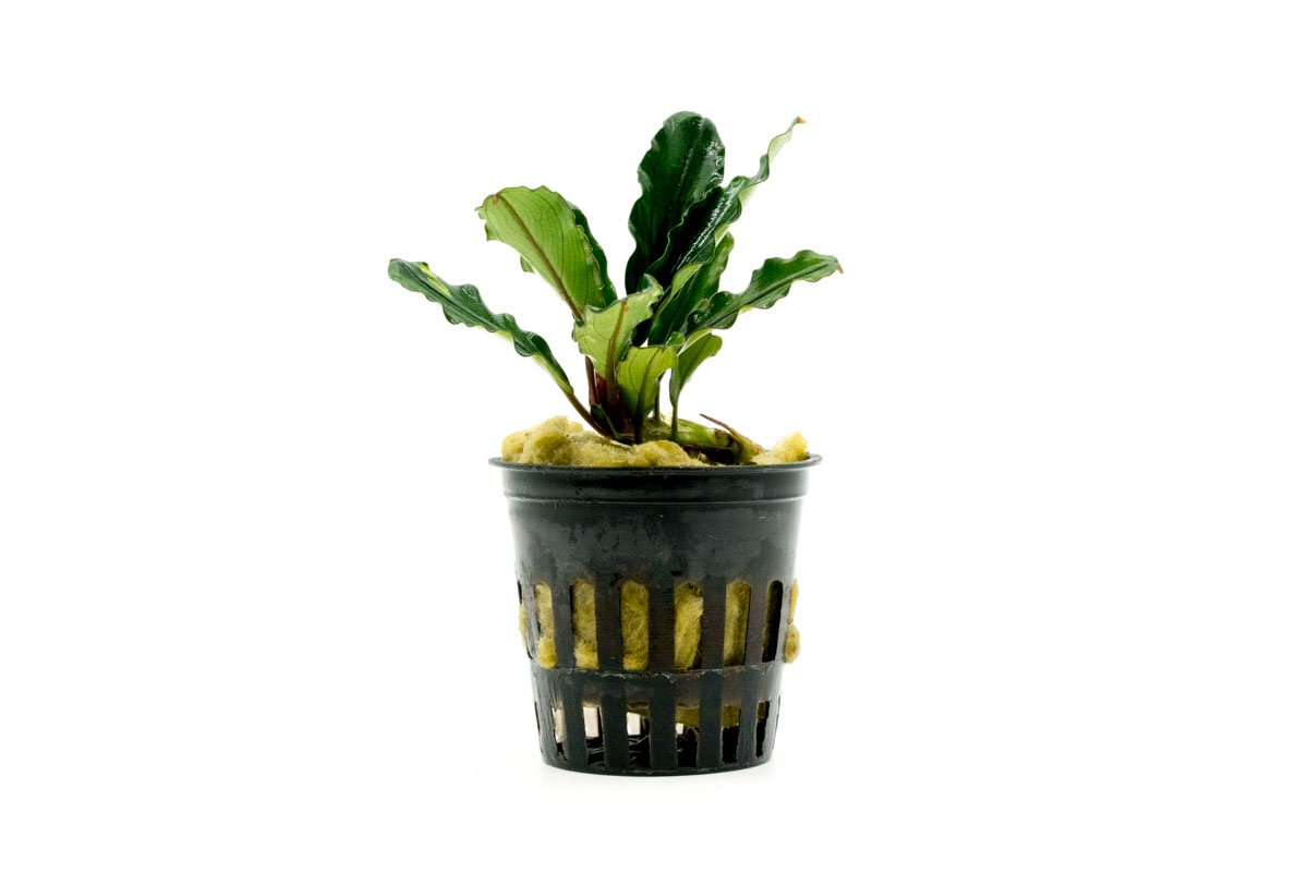 Bucephalandra Dark Green Wavy Aquarium Plant — Buce Plant