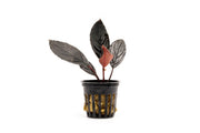 Bucephalandra Dark Skeleton King Bucephalandra - Buce Plant