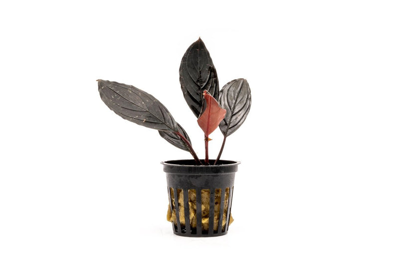 Bucephalandra Dark Skeleton King Bucephalandra - Buce Plant