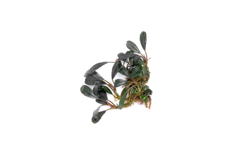Bucephalandra Deep Purple Bucephalandra - Buce Plant