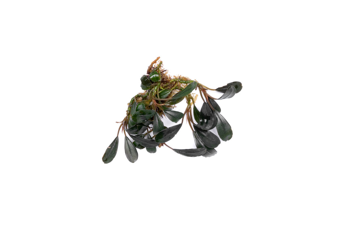 Bucephalandra Deep Purple - Aquascaping Plant — Buce Plant