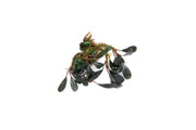 Bucephalandra Deep Purple Bucephalandra - Buce Plant