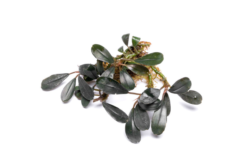 Bucephalandra Deep Purple Bucephalandra - Buce Plant