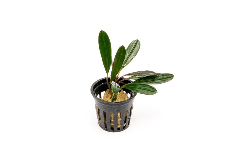 Bucephalandra Flamingo Pot Bucephalandra - Buce Plant