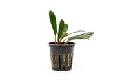 Bucephalandra Flamingo Pot Bucephalandra - Buce Plant