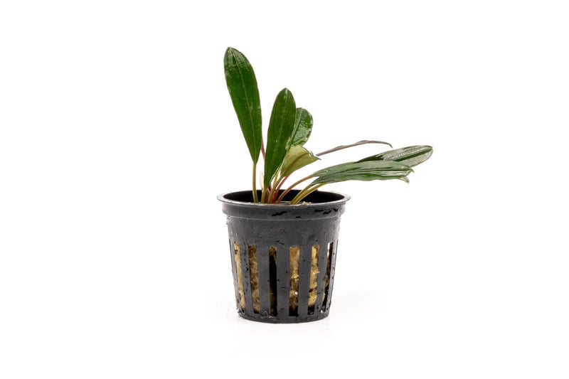 Bucephalandra Flamingo Pot Bucephalandra - Buce Plant