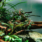 Bucephalandra Godzilla (Farmed) Bucephalandra - Buce Plant