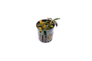 Bucephalandra Godzilla (Farmed) Bucephalandra - Buce Plant
