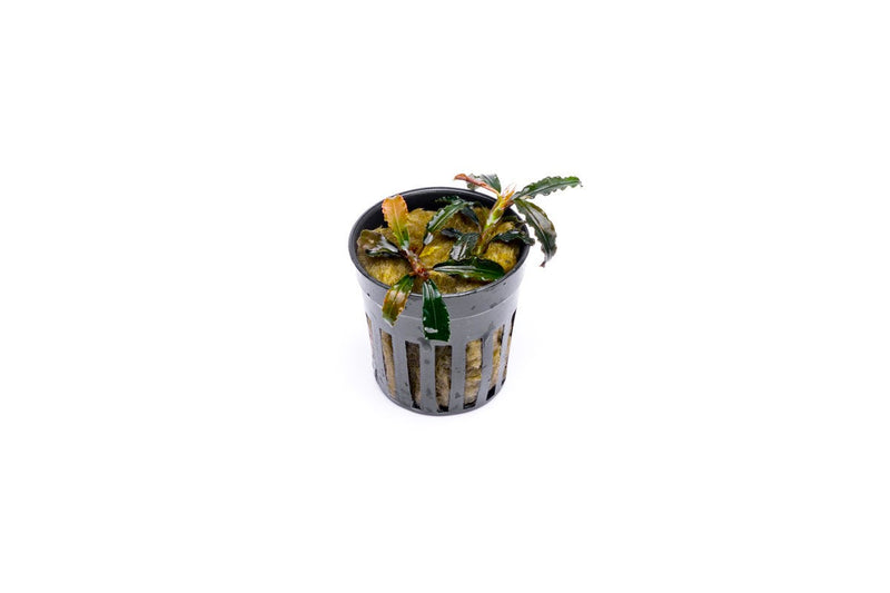 Bucephalandra Godzilla (Farmed) Bucephalandra - Buce Plant