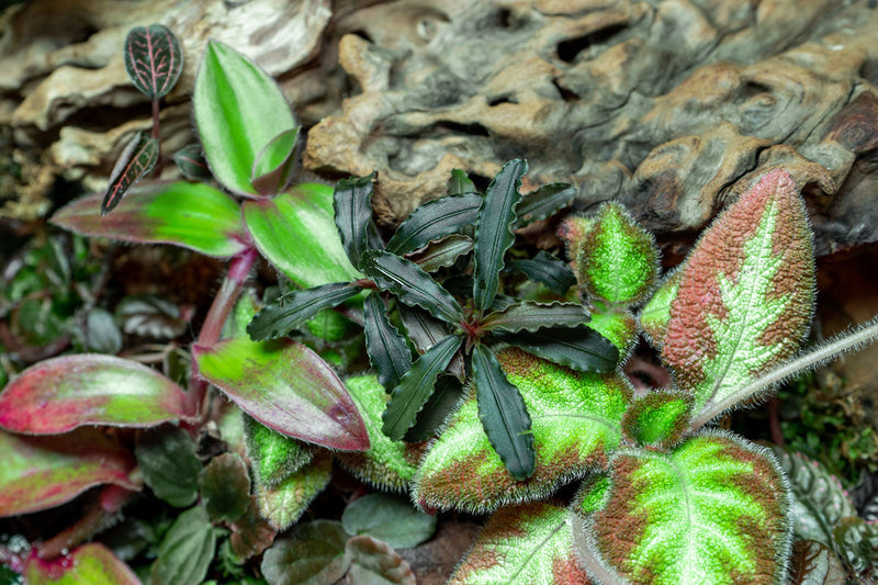 Bucephalandra Godzilla (Farmed) Bucephalandra - Buce Plant