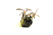 Bucephalandra Godzilla on Lava Stone (Farmed) Bucephalandra - Buce Plant