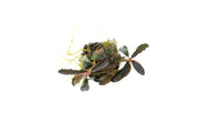 Bucephalandra Godzilla on Lava Stone (Farmed) Bucephalandra - Buce Plant