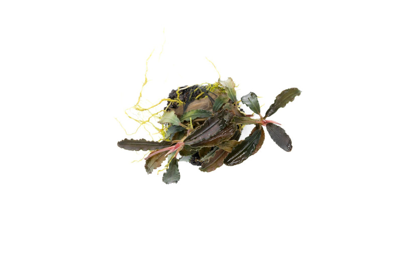 Bucephalandra Godzilla on Lava Stone (Farmed) Bucephalandra - Buce Plant