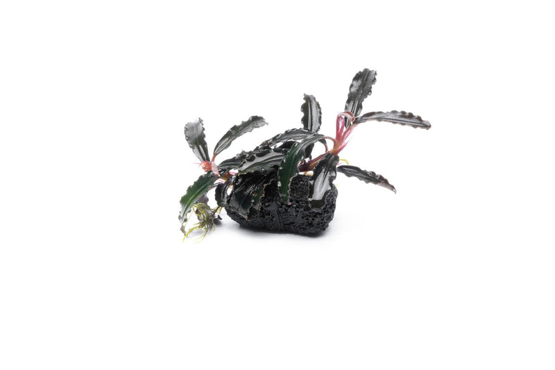 Bucephalandra Godzilla on Lava Stone (Farmed) Bucephalandra - Buce Plant