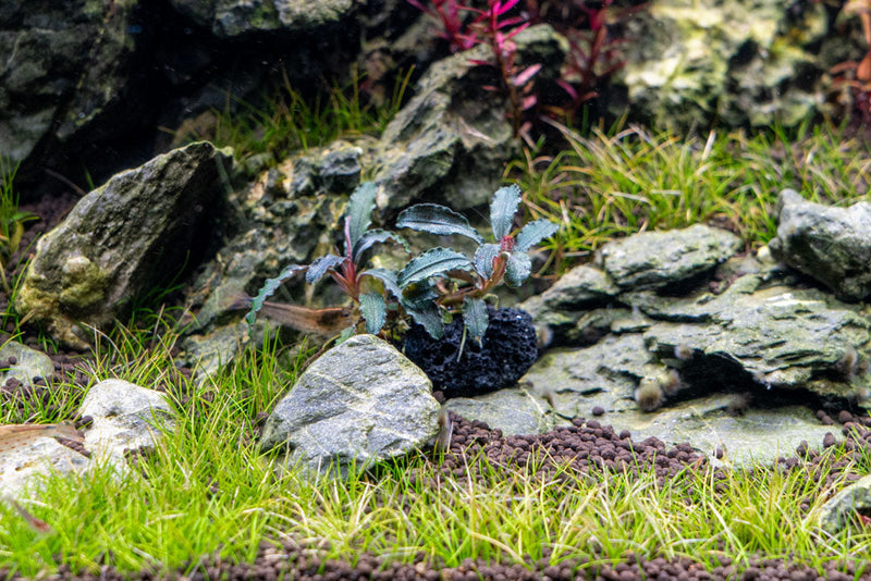Bucephalandra Godzilla on Lava Stone (Farmed) Bucephalandra - Buce Plant