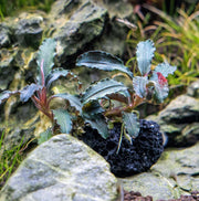 Bucephalandra Godzilla on Lava Stone (Farmed) Bucephalandra - Buce Plant