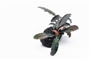 Bucephalandra Godzilla on Lava Stone (Farmed) Bucephalandra - Buce Plant