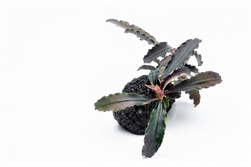 Bucephalandra Godzilla on Lava Stone (Farmed) Bucephalandra - Buce Plant