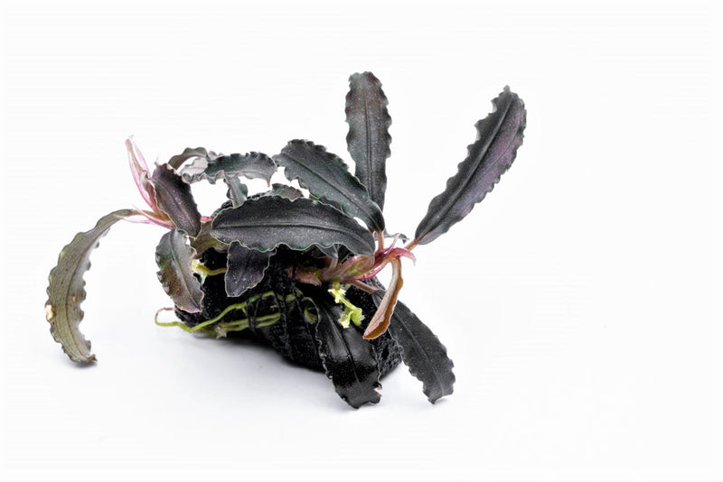 Bucephalandra Godzilla on Lava Stone (Farmed) Bucephalandra - Buce Plant