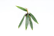 Bucephalandra Goliath Bucephalandra - Buce Plant