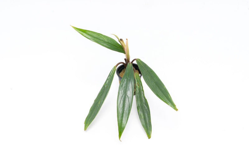 Bucephalandra Goliath Bucephalandra - Buce Plant