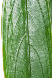 Bucephalandra Goliath Bucephalandra - Buce Plant